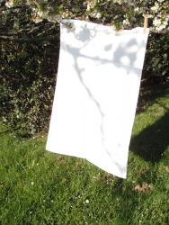 Pillow Case drying on an apple tree